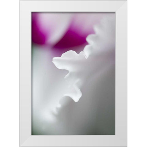 Cyclamen flower close-up White Modern Wood Framed Art Print by Rotenberg, Nancy