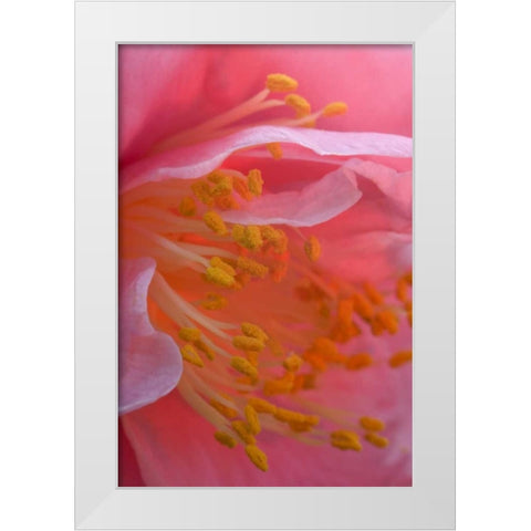 Camellia flower close-up White Modern Wood Framed Art Print by Rotenberg, Nancy