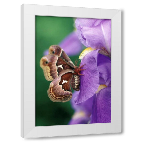 Cecropia Moth on Iris in Garden White Modern Wood Framed Art Print by Rotenberg, Nancy