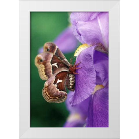 Cecropia Moth on Iris in Garden White Modern Wood Framed Art Print by Rotenberg, Nancy