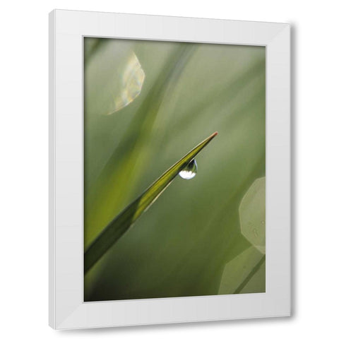 Blade of Grass with Dewdrop White Modern Wood Framed Art Print by Rotenberg, Nancy