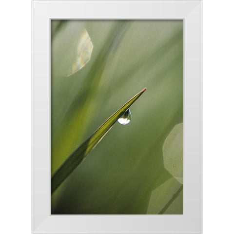 Blade of Grass with Dewdrop White Modern Wood Framed Art Print by Rotenberg, Nancy