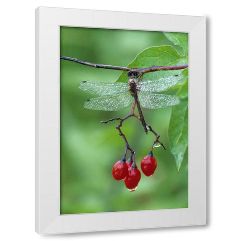 Dragonfly on Branch White Modern Wood Framed Art Print by Rotenberg, Nancy