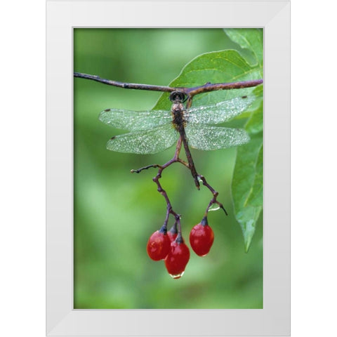 Dragonfly on Branch White Modern Wood Framed Art Print by Rotenberg, Nancy