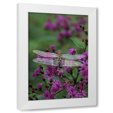 Dragonfly on Joe-Pye weed White Modern Wood Framed Art Print by Rotenberg, Nancy