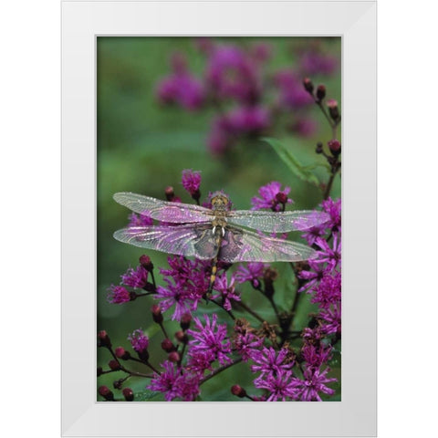 Dragonfly on Joe-Pye weed White Modern Wood Framed Art Print by Rotenberg, Nancy