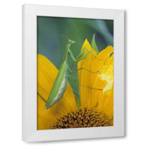 Female praying mantis with egg sac on sunflower White Modern Wood Framed Art Print by Rotenberg, Nancy