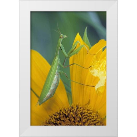 Female praying mantis with egg sac on sunflower White Modern Wood Framed Art Print by Rotenberg, Nancy