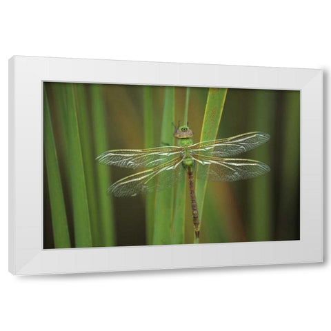 Green Darner dragonfly on Reeds White Modern Wood Framed Art Print by Rotenberg, Nancy