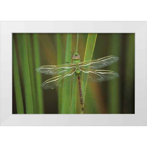 Green Darner dragonfly on Reeds White Modern Wood Framed Art Print by Rotenberg, Nancy