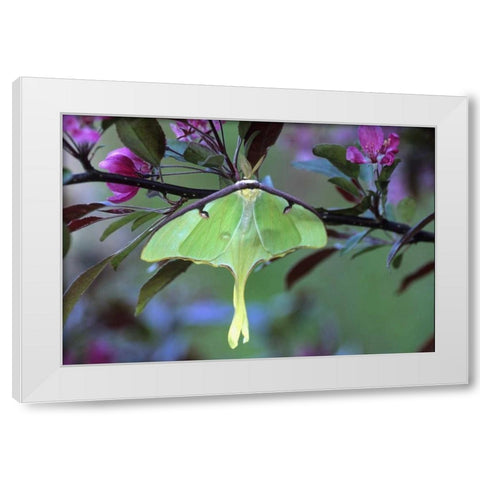 Luna Moth on Cherry Tree in Spring White Modern Wood Framed Art Print by Rotenberg, Nancy
