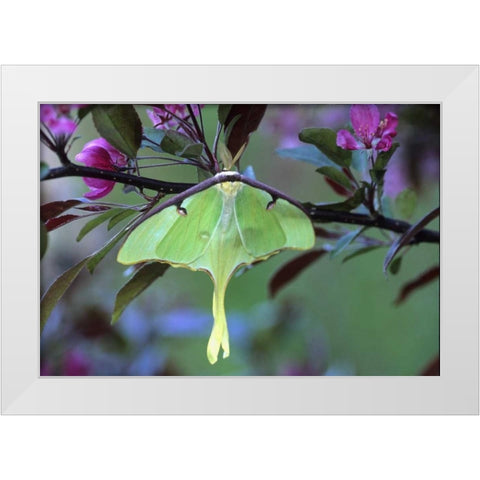 Luna Moth on Cherry Tree in Spring White Modern Wood Framed Art Print by Rotenberg, Nancy