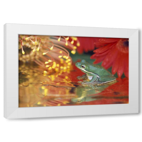 Frog and reflections among flowers White Modern Wood Framed Art Print by Rotenberg, Nancy