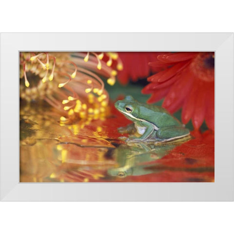 Frog and reflections among flowers White Modern Wood Framed Art Print by Rotenberg, Nancy