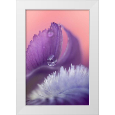 Iris Petal Close-up White Modern Wood Framed Art Print by Rotenberg, Nancy