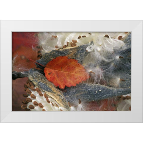 Autumn Leaf in Milkweed White Modern Wood Framed Art Print by Rotenberg, Nancy