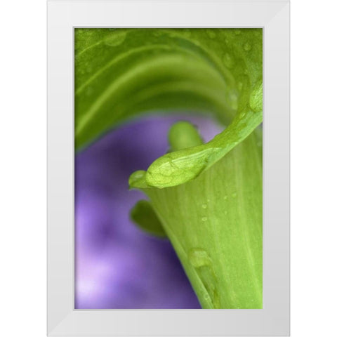 Of Jack-in-the-Pulpit with violet background White Modern Wood Framed Art Print by Rotenberg, Nancy