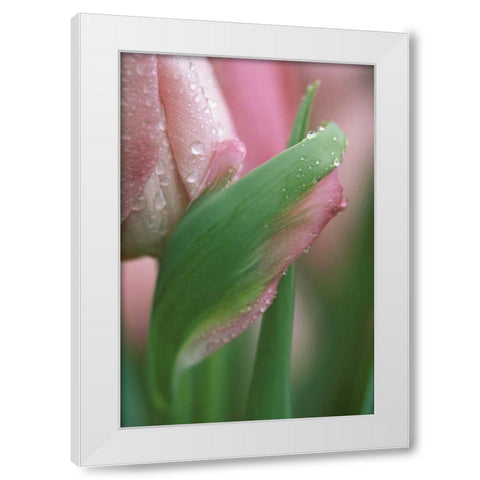 Pink tulip close-up, in garden White Modern Wood Framed Art Print by Rotenberg, Nancy