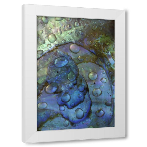 Abalone shell with water drops White Modern Wood Framed Art Print by Rotenberg, Nancy