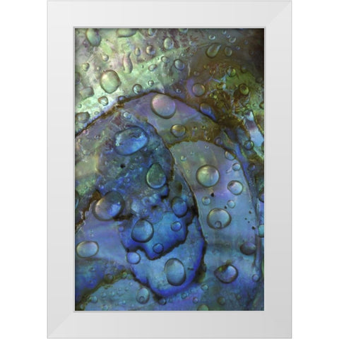 Abalone shell with water drops White Modern Wood Framed Art Print by Rotenberg, Nancy