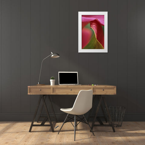 Pink calla lily, close-up White Modern Wood Framed Art Print by Rotenberg, Nancy
