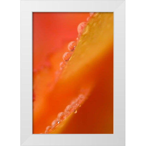 Petals with dew drops close-up White Modern Wood Framed Art Print by Rotenberg, Nancy