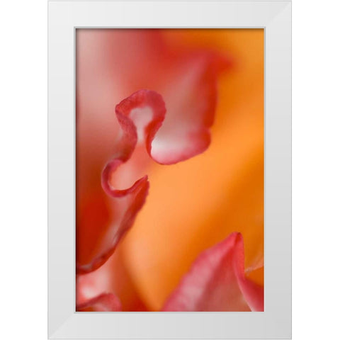 Flower petal edges White Modern Wood Framed Art Print by Rotenberg, Nancy