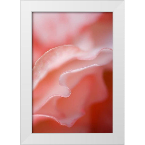 Flower petal edges White Modern Wood Framed Art Print by Rotenberg, Nancy