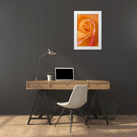 Rose close-up with dew White Modern Wood Framed Art Print by Rotenberg, Nancy