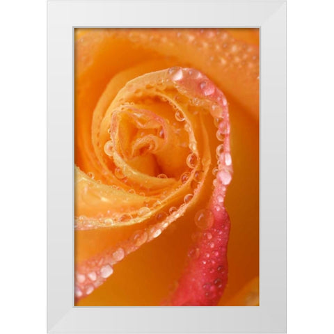 Rose close-up with dew White Modern Wood Framed Art Print by Rotenberg, Nancy