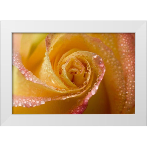 Rose close-up with dew White Modern Wood Framed Art Print by Rotenberg, Nancy