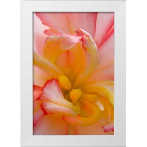 Begonia close-up pattern White Modern Wood Framed Art Print by Rotenberg, Nancy