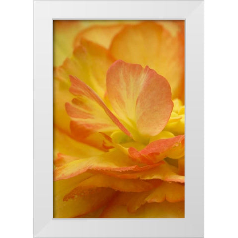 Begonia close-up White Modern Wood Framed Art Print by Rotenberg, Nancy