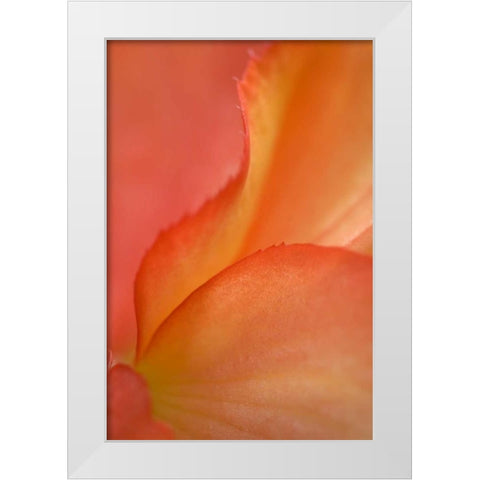 Begonia Petal Close-up White Modern Wood Framed Art Print by Rotenberg, Nancy