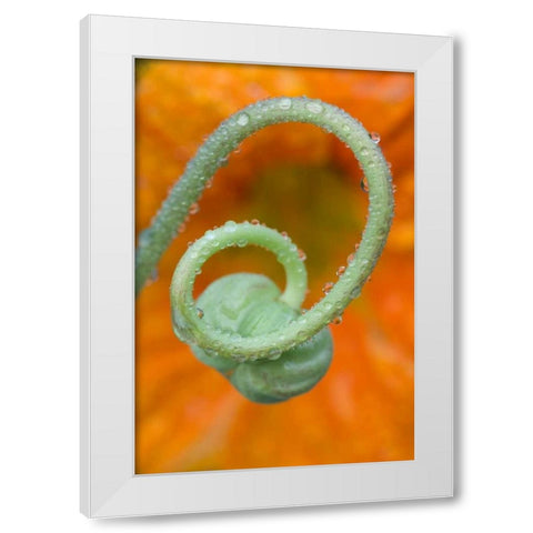 Nasturtium curl with rain White Modern Wood Framed Art Print by Rotenberg, Nancy