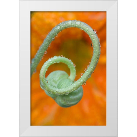 Nasturtium curl with rain White Modern Wood Framed Art Print by Rotenberg, Nancy