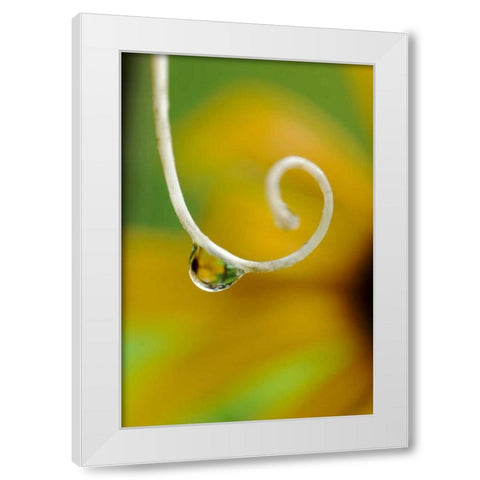 Rain drop with flower reflected White Modern Wood Framed Art Print by Rotenberg, Nancy