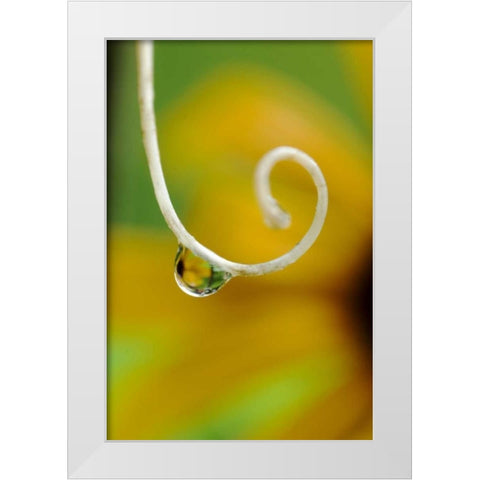 Rain drop with flower reflected White Modern Wood Framed Art Print by Rotenberg, Nancy