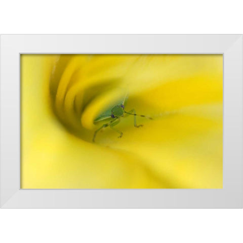 Shield Bug in Lily White Modern Wood Framed Art Print by Rotenberg, Nancy