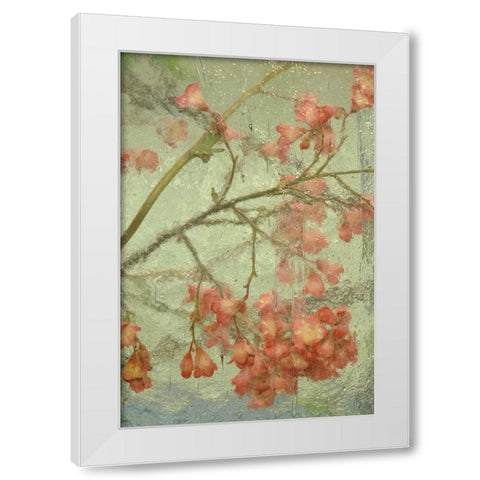 Pentstemon flower behind glass White Modern Wood Framed Art Print by Rotenberg, Nancy