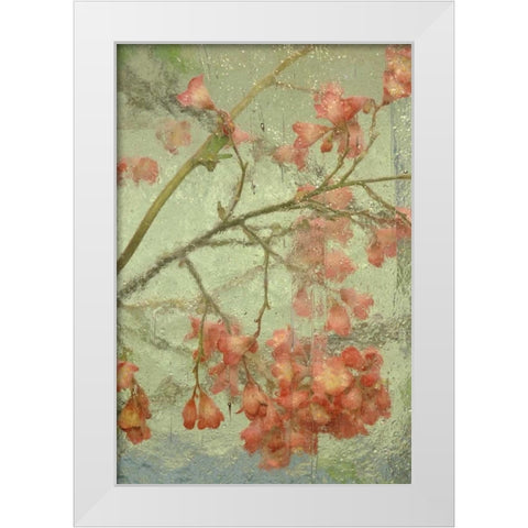 Pentstemon flower behind glass White Modern Wood Framed Art Print by Rotenberg, Nancy