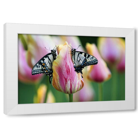 Two Eastern Tiger Swallowtail Butterfly on Tulip White Modern Wood Framed Art Print by Rotenberg, Nancy