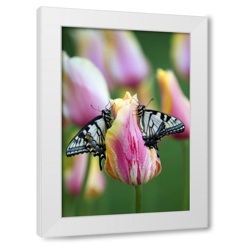 Swallowtail Butterflies on Tulip in the Morning White Modern Wood Framed Art Print by Rotenberg, Nancy