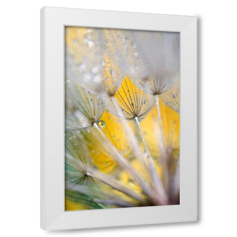 Seedhead with Raindrops White Modern Wood Framed Art Print by Rotenberg, Nancy