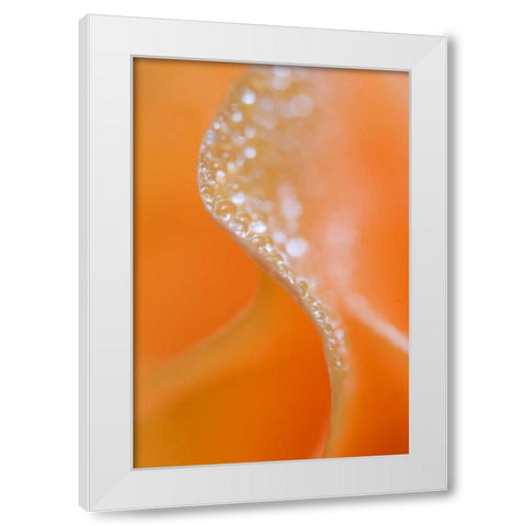 Abstract flower close-up White Modern Wood Framed Art Print by Rotenberg, Nancy