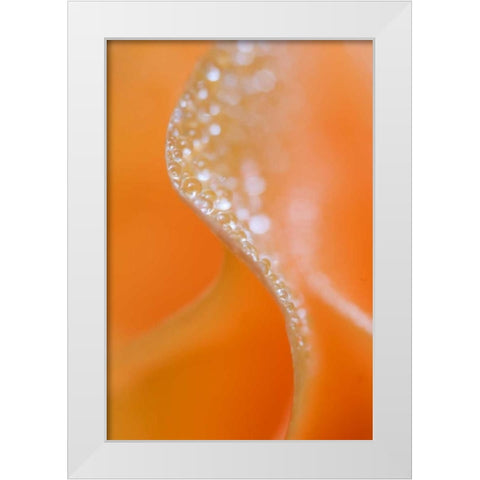 Abstract flower close-up White Modern Wood Framed Art Print by Rotenberg, Nancy