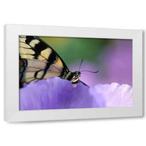 Swallowtail Butterfly on Petunia in Garden White Modern Wood Framed Art Print by Rotenberg, Nancy