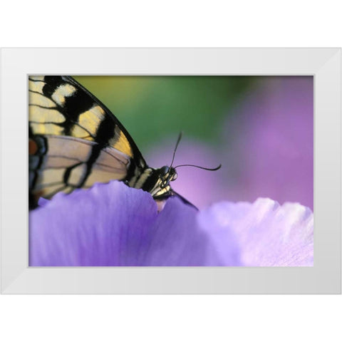 Swallowtail Butterfly on Petunia in Garden White Modern Wood Framed Art Print by Rotenberg, Nancy
