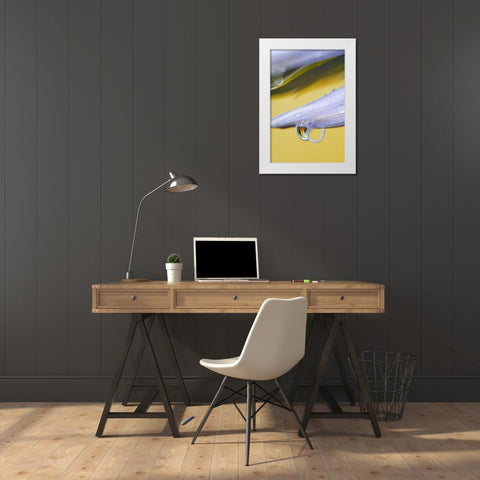 Flower petal with drop and reflection White Modern Wood Framed Art Print by Rotenberg, Nancy