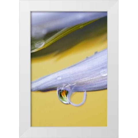 Flower petal with drop and reflection White Modern Wood Framed Art Print by Rotenberg, Nancy